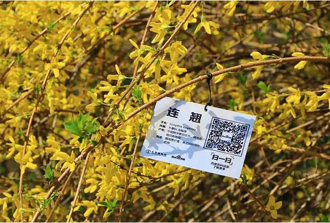 二维码在苗木管理中的应用