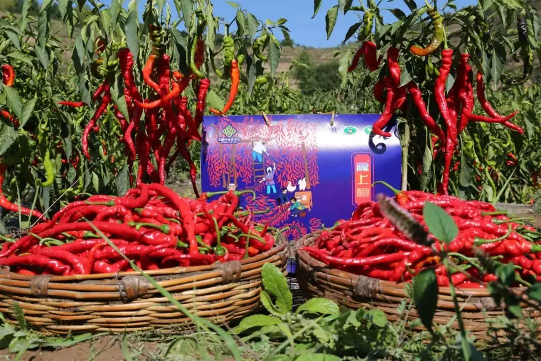 啦电二维码-企业及产品介绍